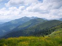 Gelbblühende Wiesen und Kitzbüheler Alpen